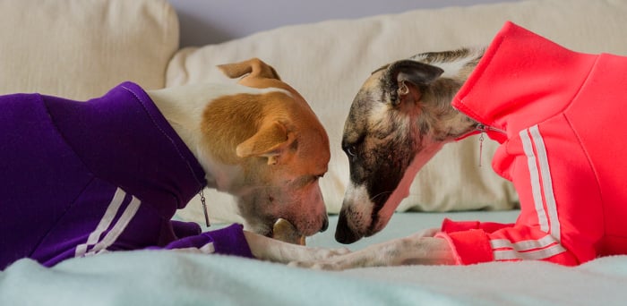7 dicas para tirar lindas fotos de cachorro