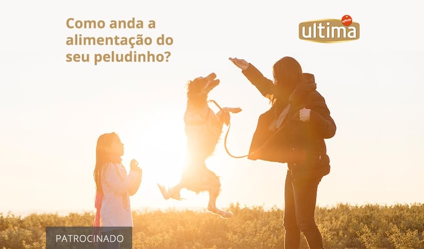 Sachê para cachorro: como usar?