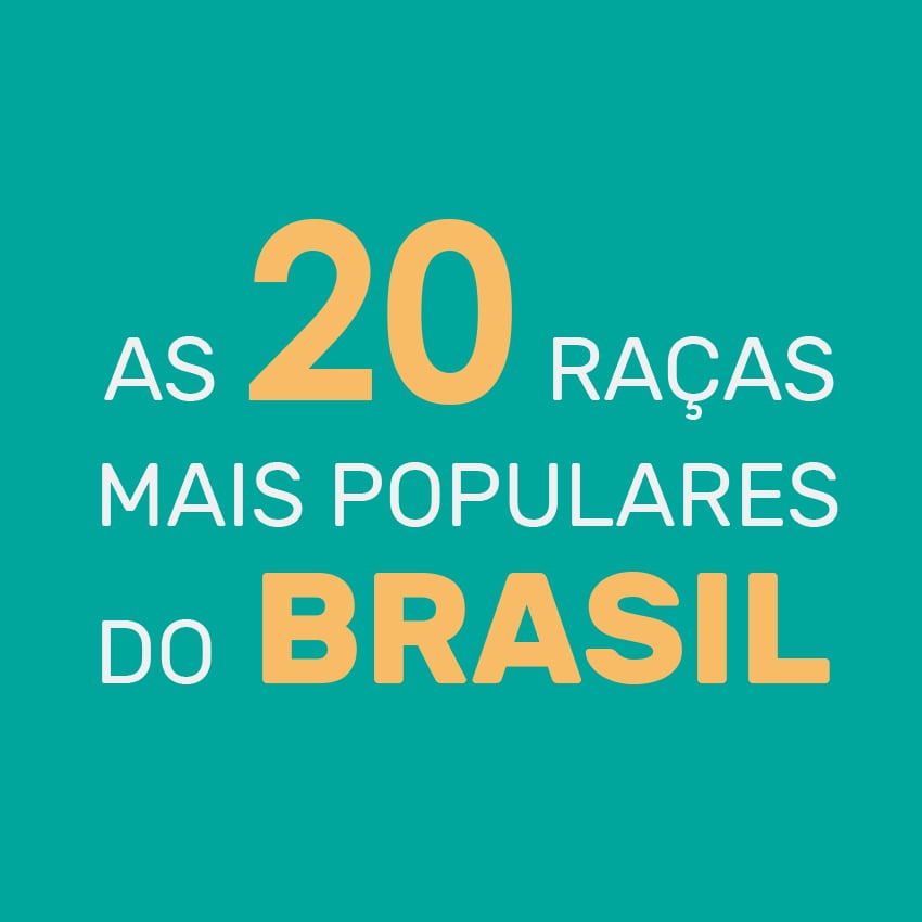 As 20 raças de cachorro mais populares do Brasil