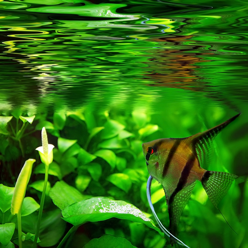 Peixe nadando no aquário