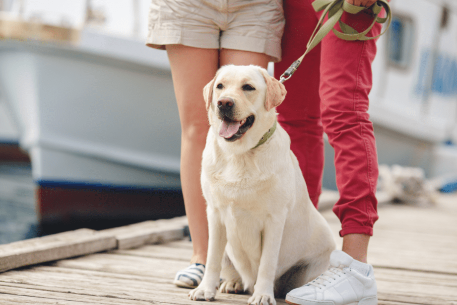 Coleira para cachorro: como escolher o tipo certo para seu cão