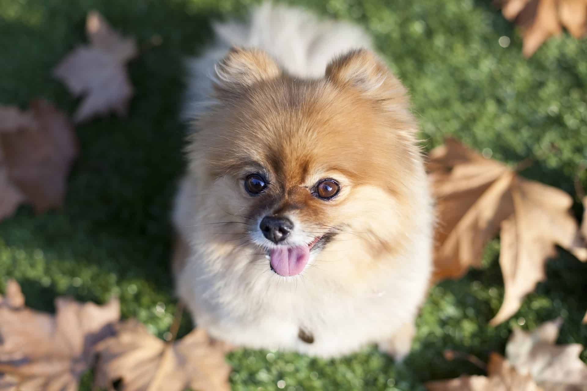 Lulu da Pomerânia