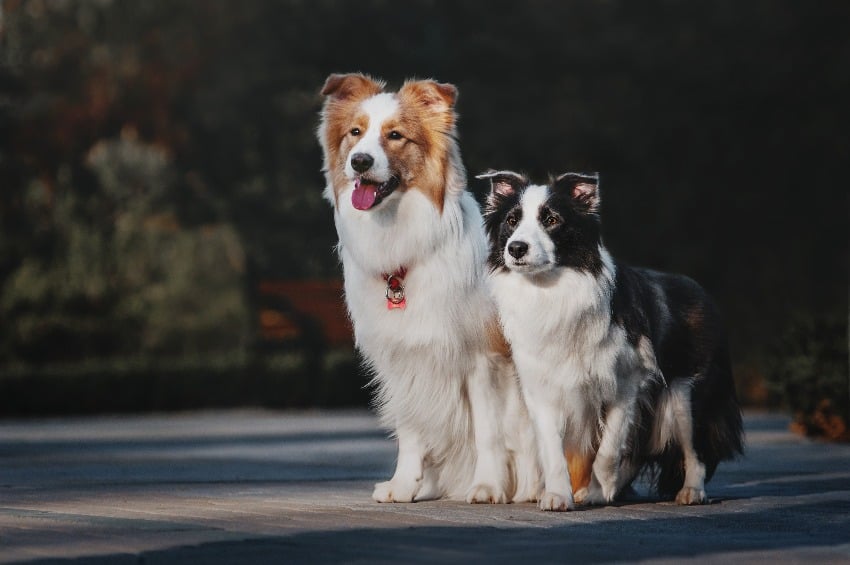 Os 200 nomes de cachorro macho mais populares do Brasil!