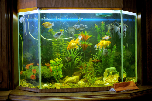Peixes nadando no aquário