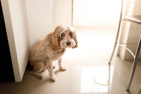 Cachorro triste com xixi ao lado.