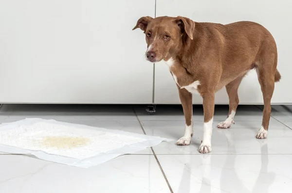 Cachorro com xixi no tapete higiênico.
