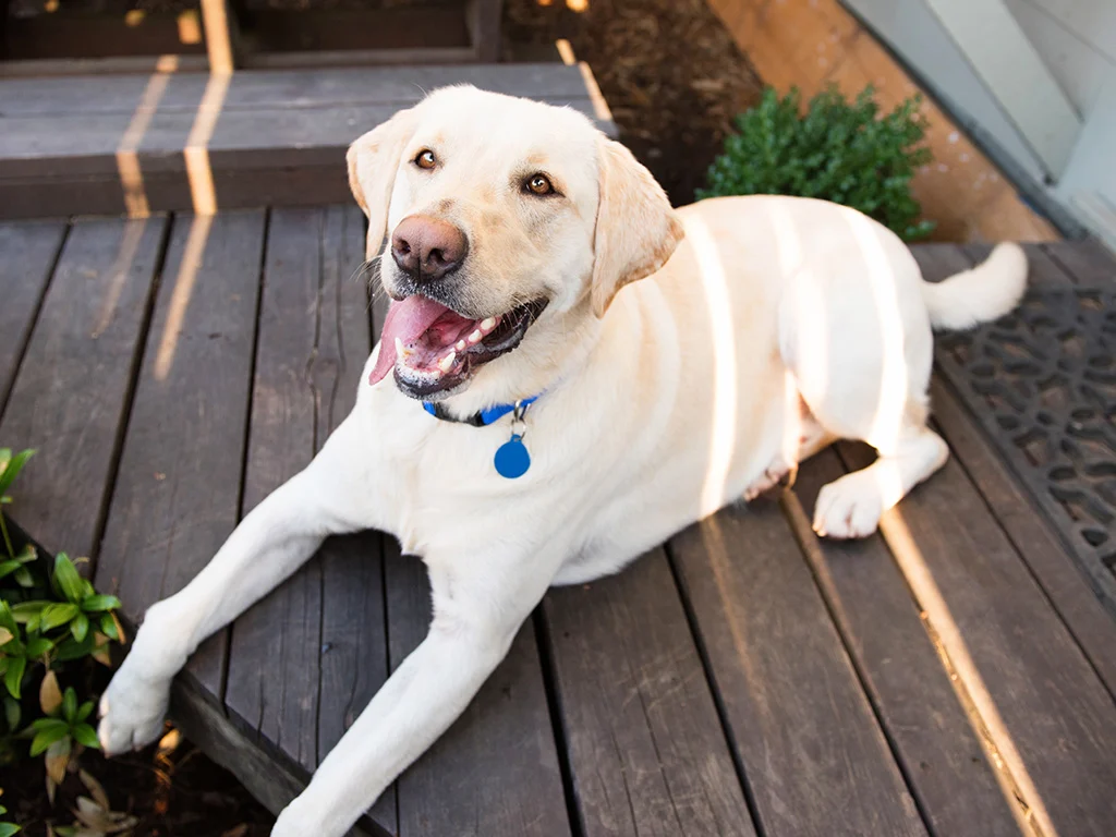 Labrador retriever