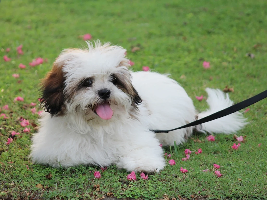 Lhasa apso