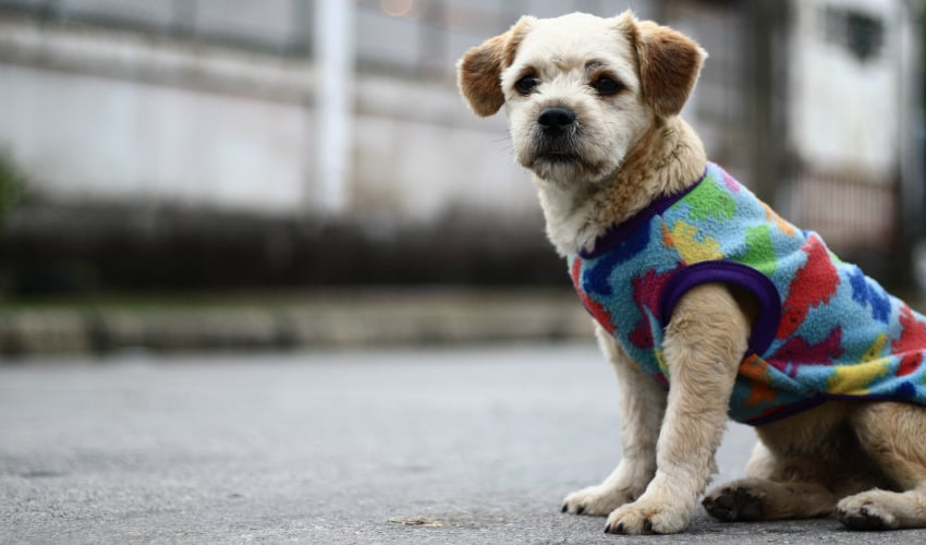 Cachorro idoso: 8 dicas para cuidar do seu cão de idade