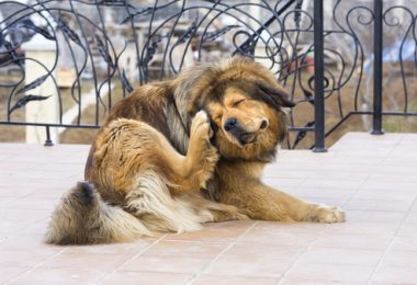 Orelha coçando depois do banho? Veja o que pode ser