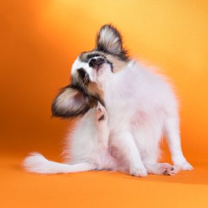 Cachorro coçando a orelha depois do banho? | Petlove