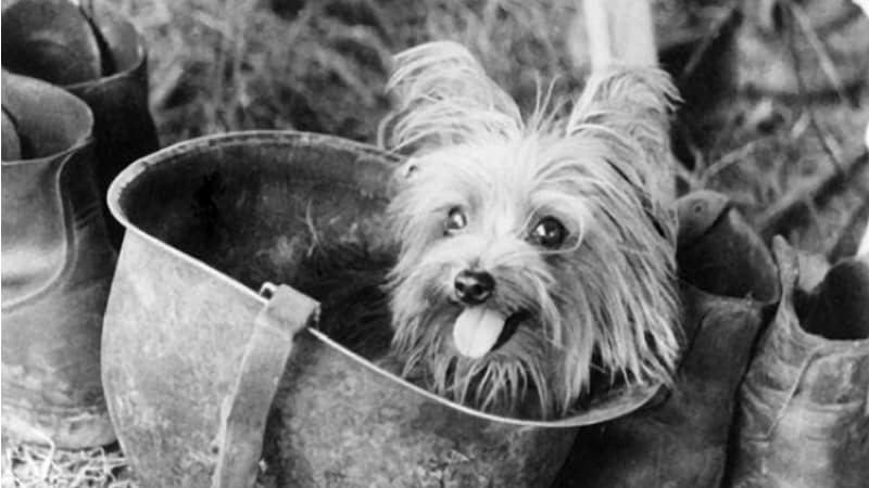 Smoky: a yorkshire que tornou-se heroína de guerra