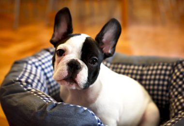 5 comportamentos essenciais para ensinar para o filhote de cachorro