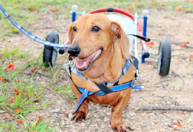 Minha história com dois cachorros muito especiais
