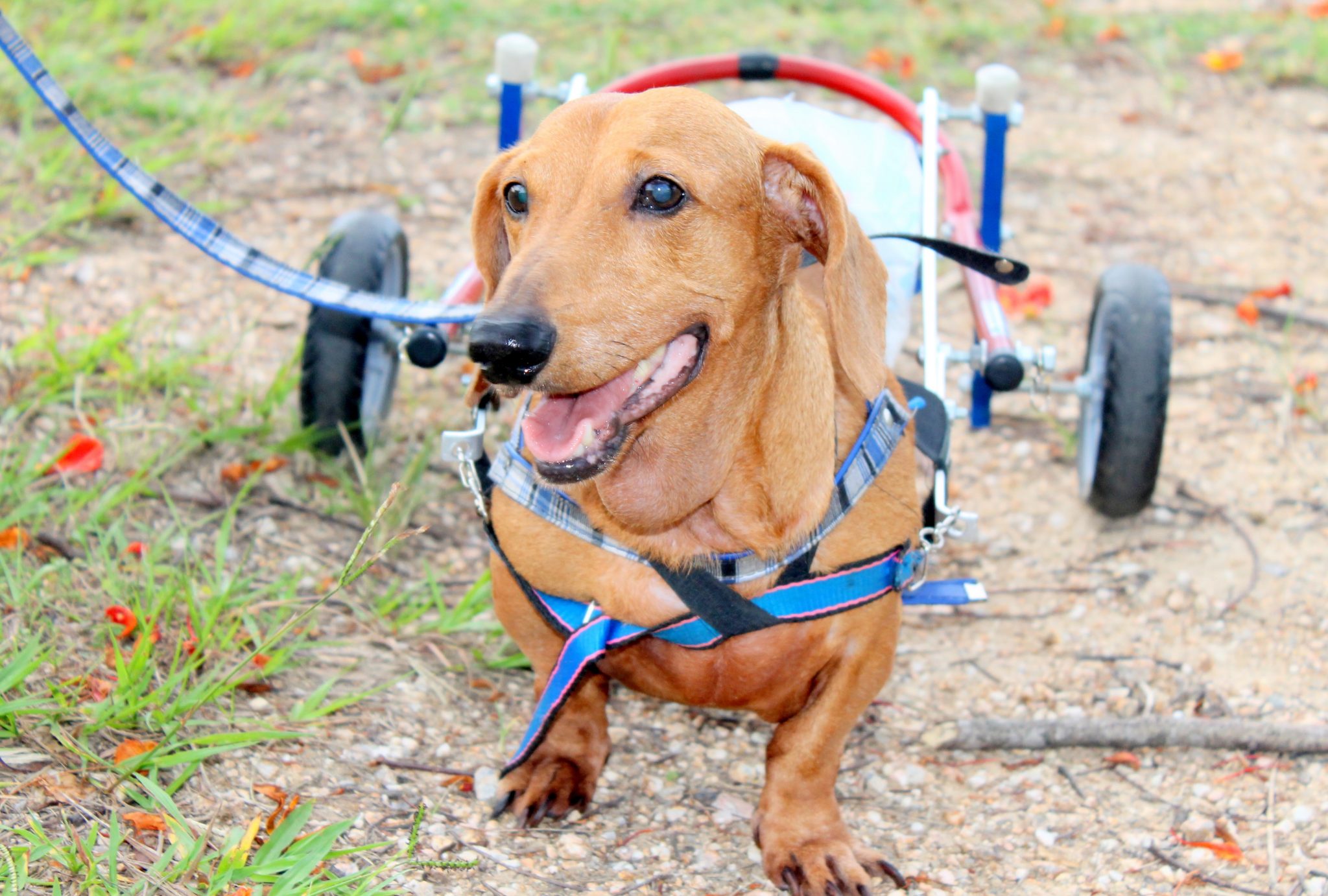 Minha história com dois cachorros muito especiais