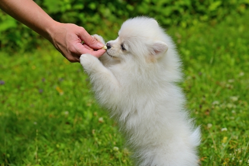 Cachorro pequeno recebendo um petisco