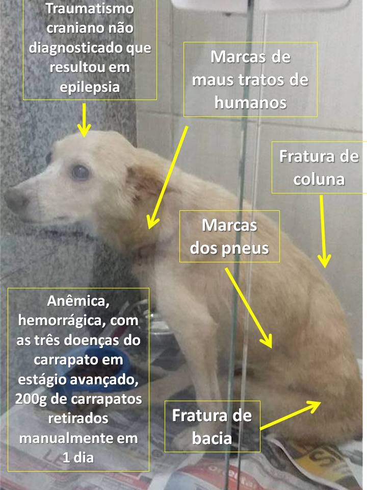 vida-resgate