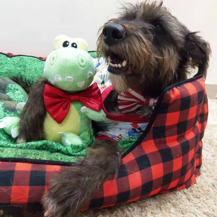 Bob - @viralatarei - Vira-latas: os 15 melhores perfis - Blog DogHero