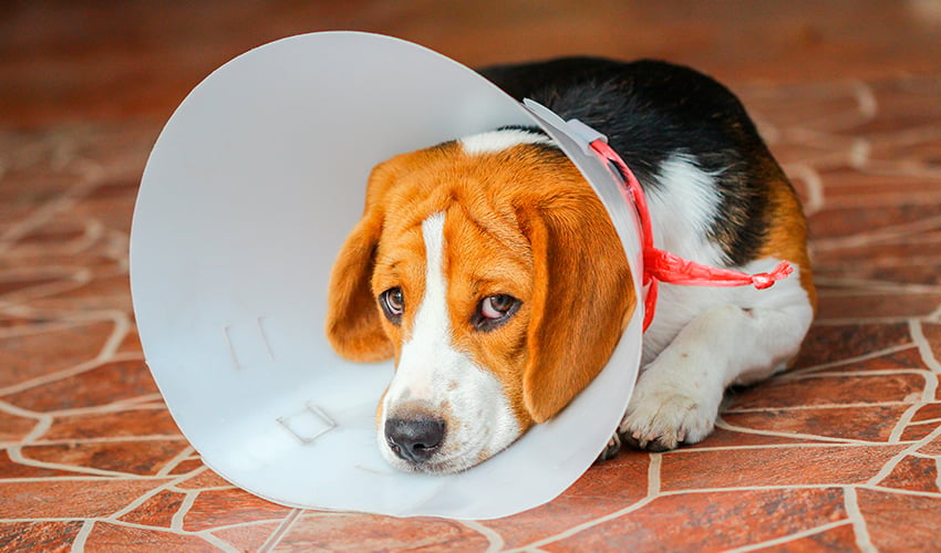 Castração de cães: tudo sobre o assunto