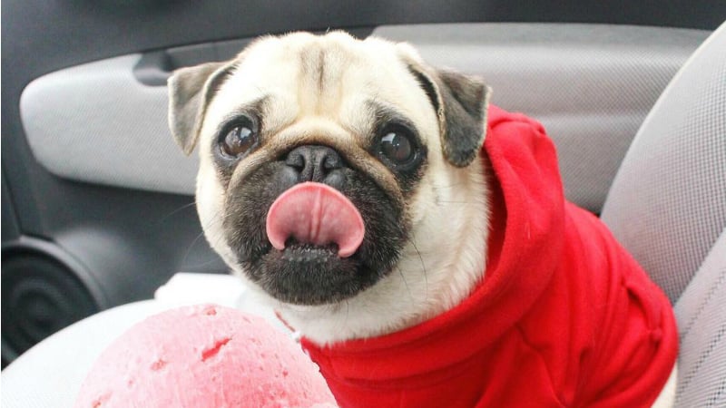 Os pugs mais fofos do Instagram