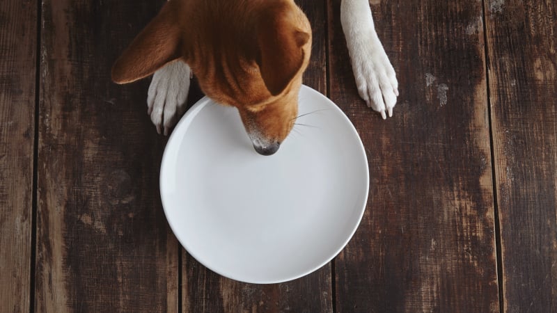 Petisco para cachorro: opções naturais e o que evitar