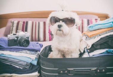 Pet friendly: lugares que aceitam animais no Rio de Janeiro