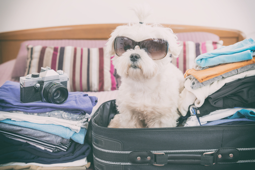 Pet friendly: lugares que aceitam animais no Rio de Janeiro
