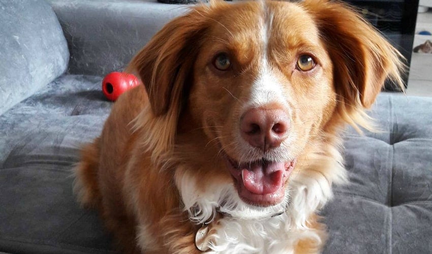 Quero ser it-dog: 4 dicas para bombar o perfil do seu cachorro