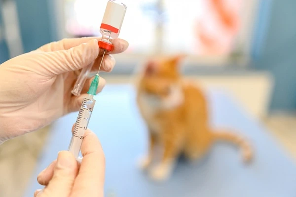 Preparando a vacina do gato.