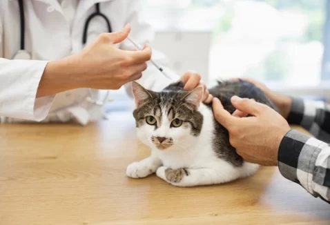 Quando vacinar o gato? Entenda a frequência correta