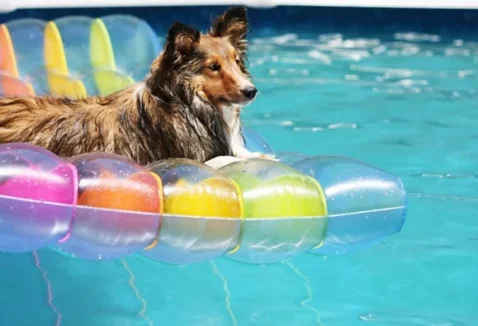 Opções de piscina para cachorro e cuidados na hora de nadar