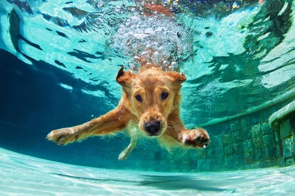Cachorro grande nadando em piscina.