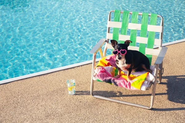 Cachorro na piscina.