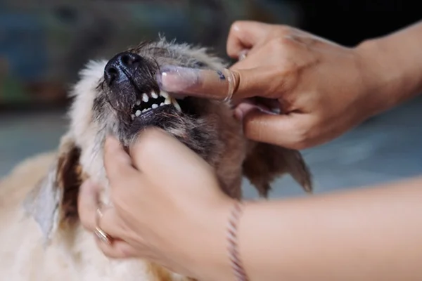 Pessoa escovando dente de cachorro com dedeira.