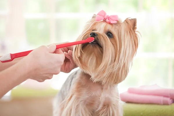 Passo a passo de como escovar dente de cachorro