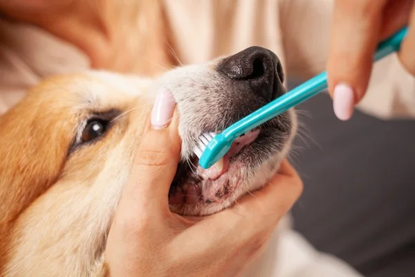 Escovando os dentes do cachorro.