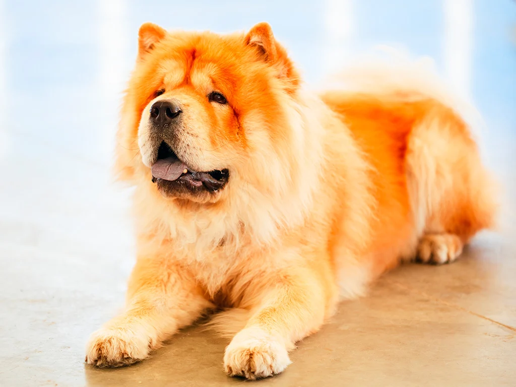 Chow chow