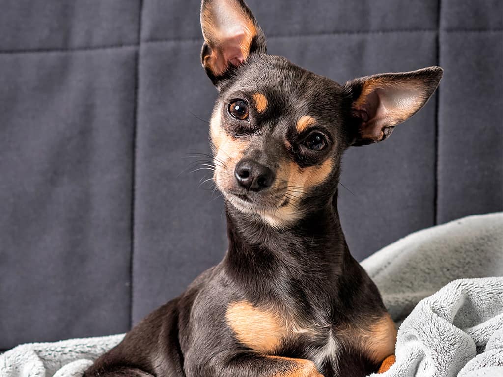 Pinscher miniatura
