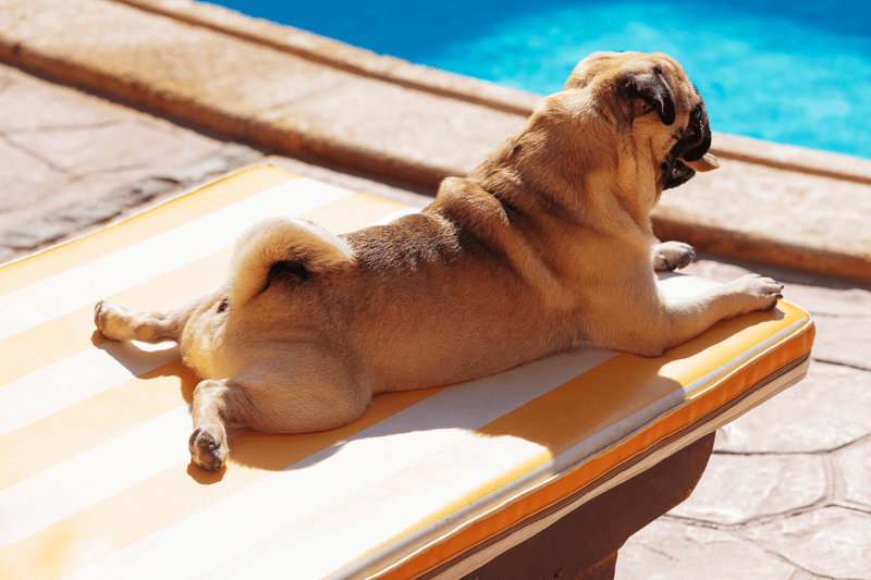 Cachorro na piscina: 12 dicas para a brincadeira dar certo