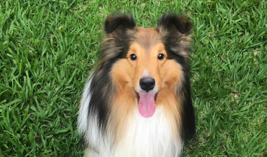Como aparecer no Instagram da DogHero