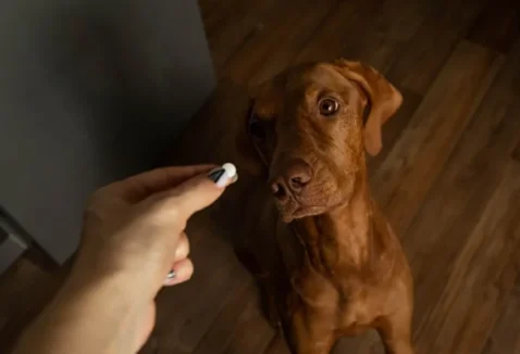 Quantos dias depois do vermífugo pode vacinar o cachorro?