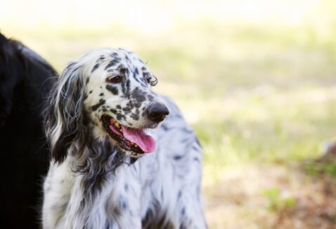 Cachorro pega dengue? Entenda os perigos do mosquito Aedes aegypti para os pets