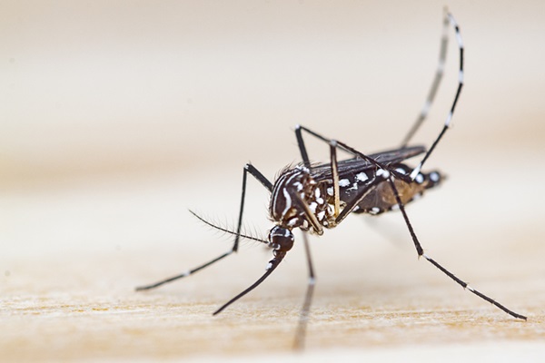 Mosquito da dengue.
