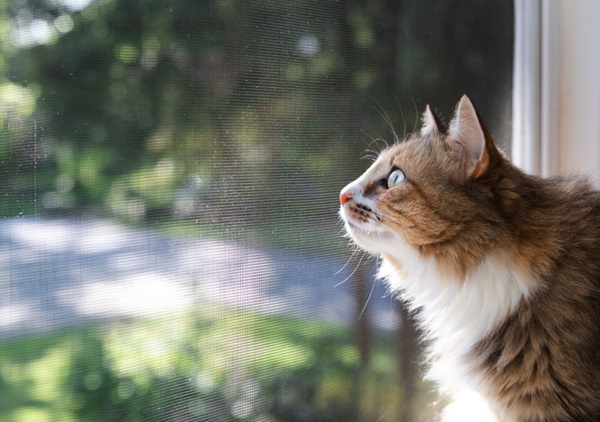 Gato olhando para tela mosquiteiro.