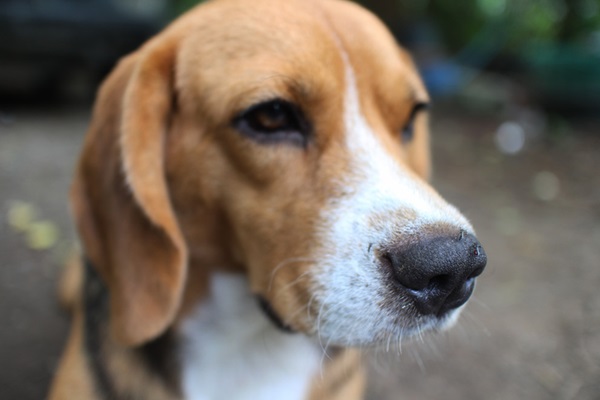 Cachorro e mosquito da dengue. 