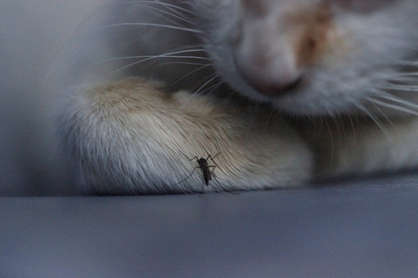 Gato com mosquito da dengue. 