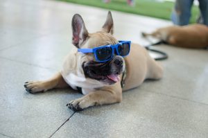Cachorro com óculos azul