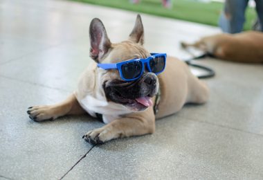 8 dicas para ajudar seu cachorro a se refrescar no calor