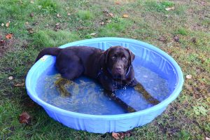 Cachorro dentro de uma piscina de plástico