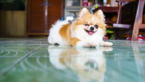 Cachorro cego 2